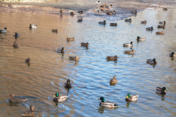 Wild ducks on the water.
