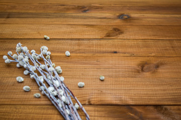 Blossoming willow and rustic table, Brown wooden background with copy space. Spring etude - pussy-catkins on a wooden table, copyspace.