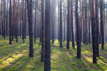pusty, cichy las wieczorem © Wlodzimierz