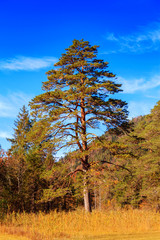 Fototapeta premium Autumn forest nearby Neuschwanstein castle in Bavaria, Germany