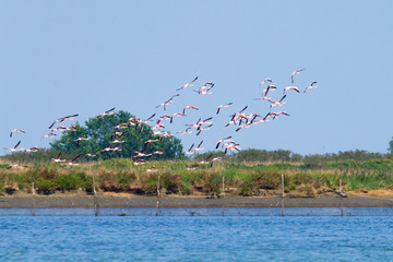 Flock of pink flamingos.Po river lagoon