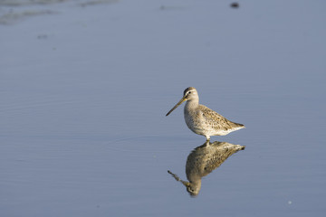 オオハシシギ(Long-billed Dowitcher)