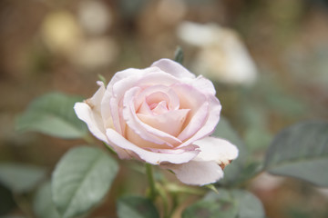 Roses, pastel