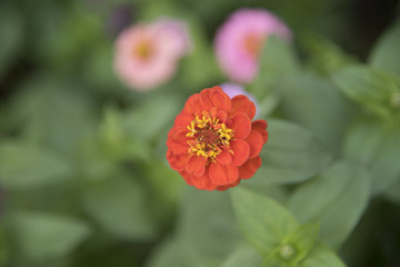 Natural view of flowers, natural landscapes