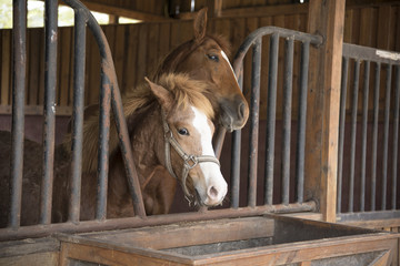 Horses eating grass in the farm