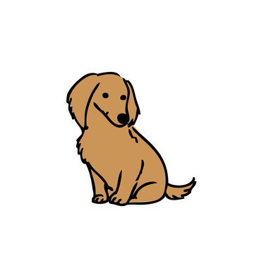 ミニチュアダックスフンド の画像 2 630 件の Stock 写真 ベクターおよびビデオ Adobe Stock