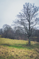 Obraz premium A path between the trees.