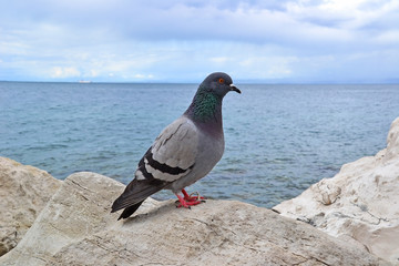 Dove on the rock near the adriatic sea, Trieste, Italy