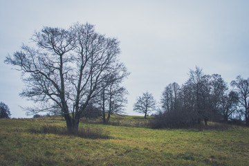 A path between the trees.