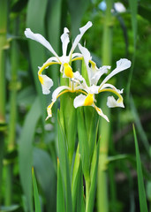 Orientalische Schwertlilie (Iris orientalis)