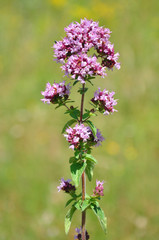 Echter Dost (Origanum vulgare)