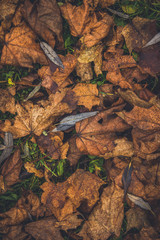 Fallen dry leaves in autumn. Texture