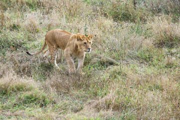 Young lion in grass