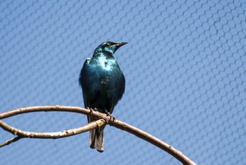 Lesser Blue Eared Glossy Starling bird (Lamprotornis chloropterus)