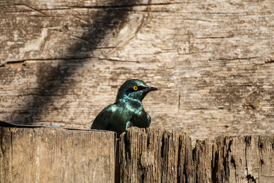 Lesser Blue Eared Glossy Starling bird (Lamprotornis chloropterus)