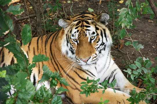Tiger lying in forest