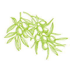 A branch of ripe olives is juicy poured with oil. Farmers market menu design. Organic food poster. Vintage hand drawn sketch vector illustration. Linear graphic.