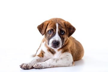 dog isolated on a white background.