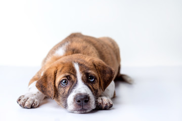 Obraz premium dog isolated on a white background.