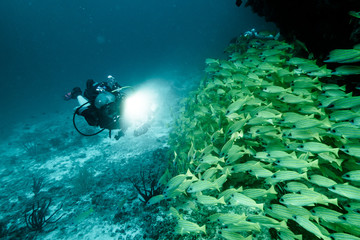 diver and snappers