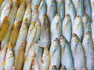 fresh fish for sale