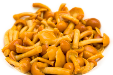 agaric honey mushrooms pickled