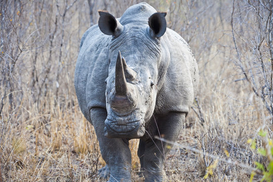 รูปภาพNashorn – เลือกดูภาพถ่ายสต็อก เวกเตอร์ และวิดีโอ7,825 | Adobe Stock