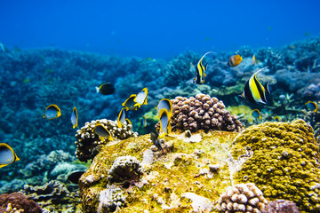 Tropical bright fishes on the coral reef, Indian ocean.