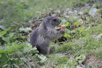 Murmeltier verzehrt Karotte, Alpen, Europa