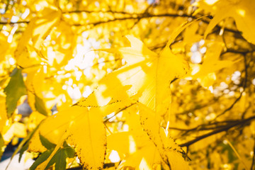 Autumn trees with golden leaves in the forest and sunshine. Yellow background