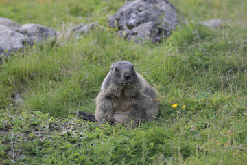 Fototapeta premium Murmeltier auf Bergwiese, Marmota marmota