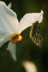 butterfly on the flower