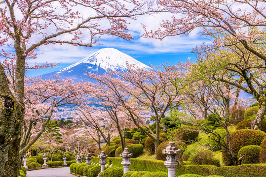 Fuji Mountain in Spring