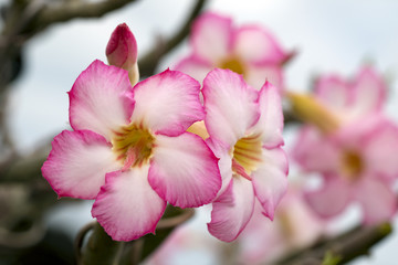 Image of a beautiful pink azalea flowers in the garden. (Adenium)