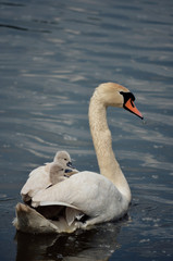 swan and children