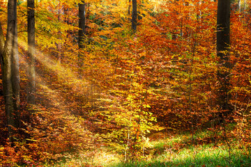 Herbstwald mit Sonnenstrahlen