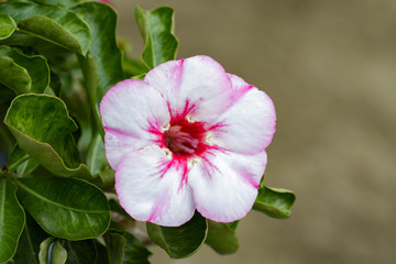 Image of a beautiful pink azalea flowers in the garden. (Adenium)