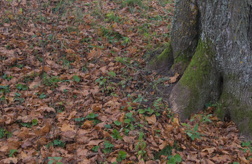 Roots of trees in autumn. Fallen leaves