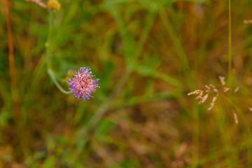 Close-up of pink cosmos flower