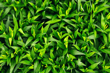 Obraz premium green leaf background