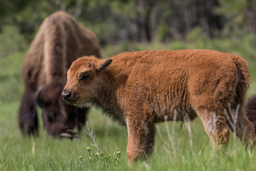 Baby Buffalo with Mother