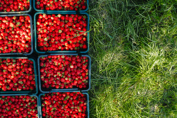 A lot of strawberries in a box on a green background, a season of strawberries.