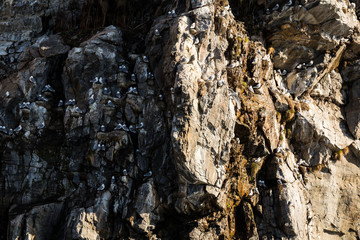 Aves en Harstad, Noruega