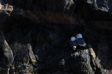 Aves en Harstad, Noruega