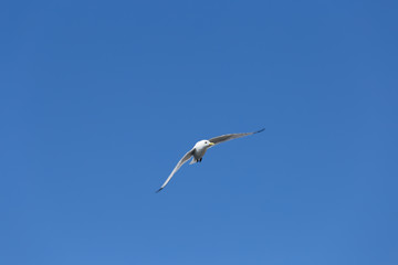 Fototapeta premium Aves en Harstad, Noruega