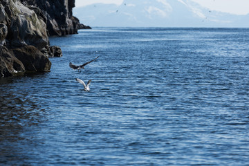 Aves en Harstad, Noruega