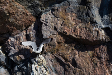 Aves en Harstad, Noruega