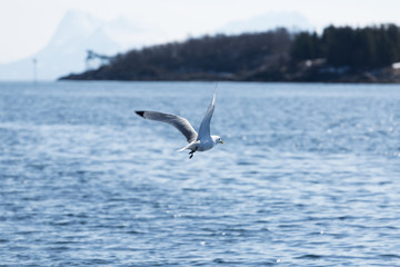 Fototapeta na wymiar Aves en Harstad, Noruega