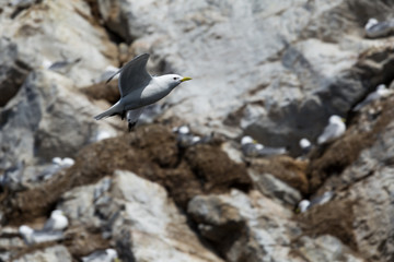 Aves en Harstad, Noruega