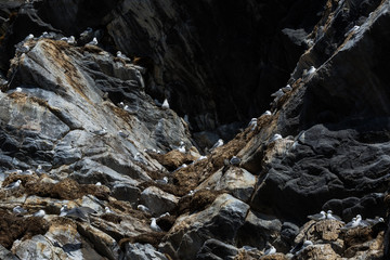 Aves en Harstad, Noruega